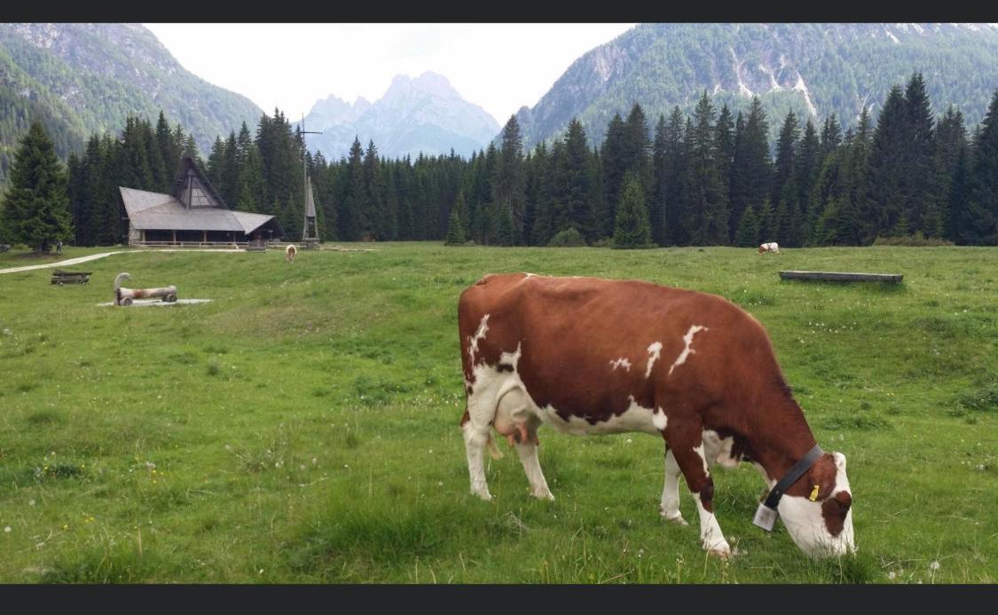 Appartamento Da Ugo San Pietro di Cadore Exteriér fotografie